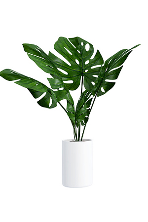 Plants