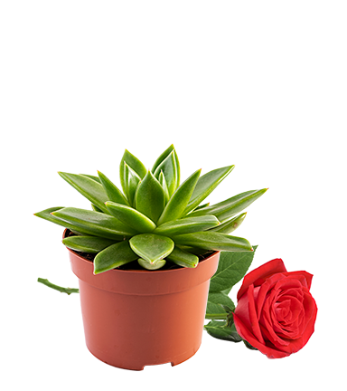 Flowers & Plants