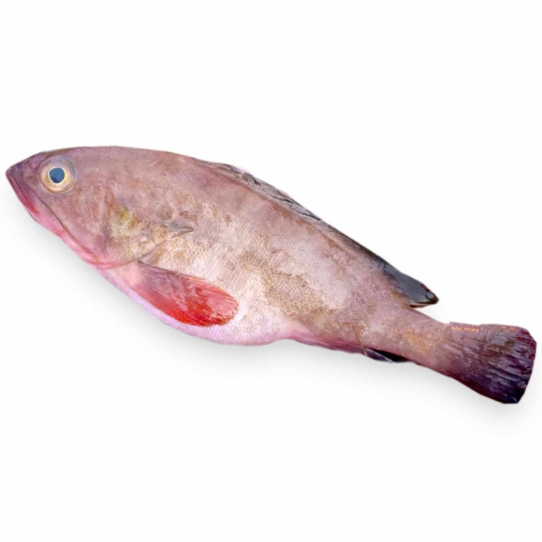 سمك سومان طازج