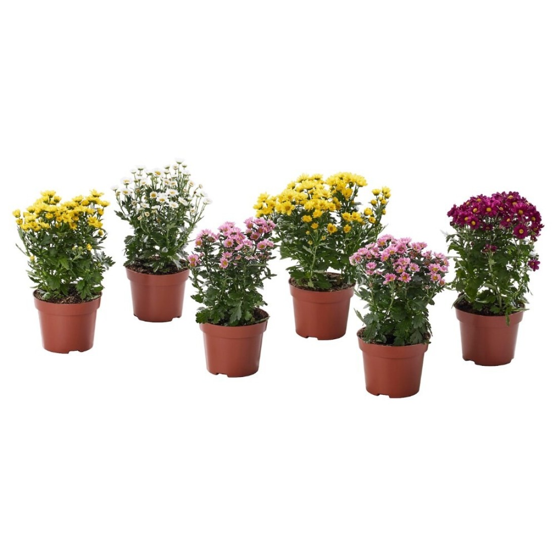 Potted Plant Chrysanthemums Assorted Colours 13cm