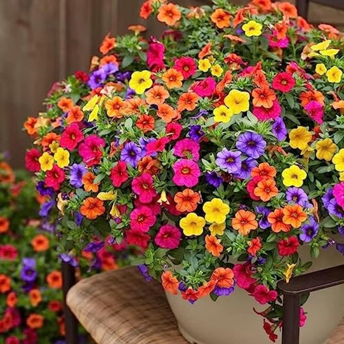 Vsell24 3Pack Morning Glory Flower Seeds For Planting NON GMO Flower Seeds With 98% Cleaness, 95% Purity, 85% Germination Rate 10g