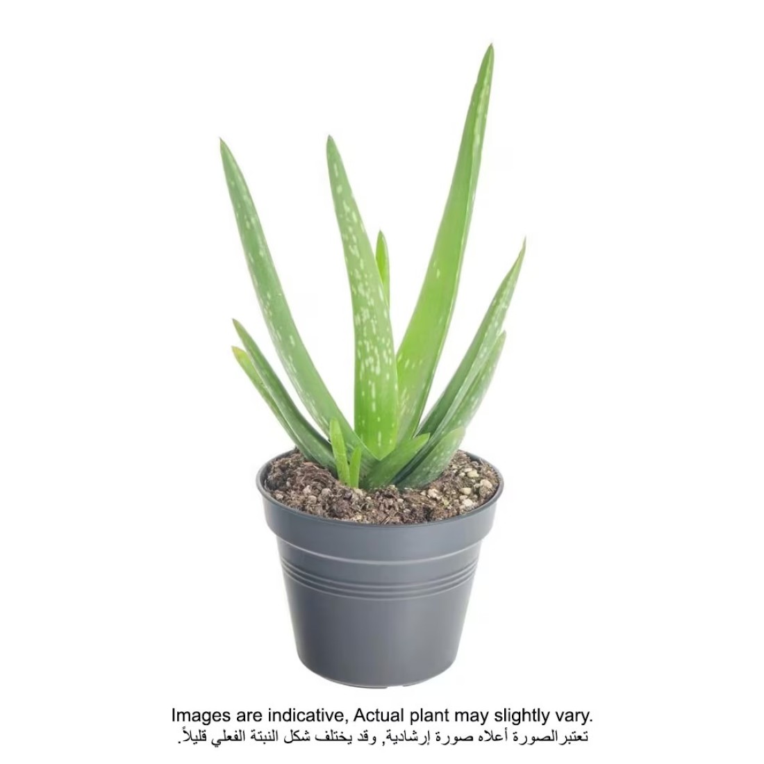Aloe Vera 15-20 CM Fresh Plants
