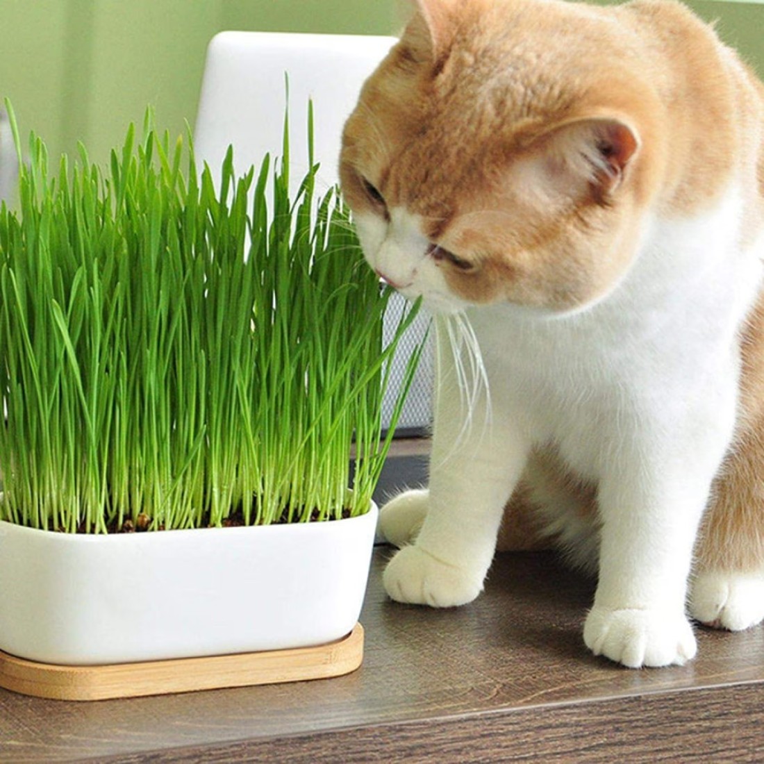 Pack of 3 Cat Grass Seeds