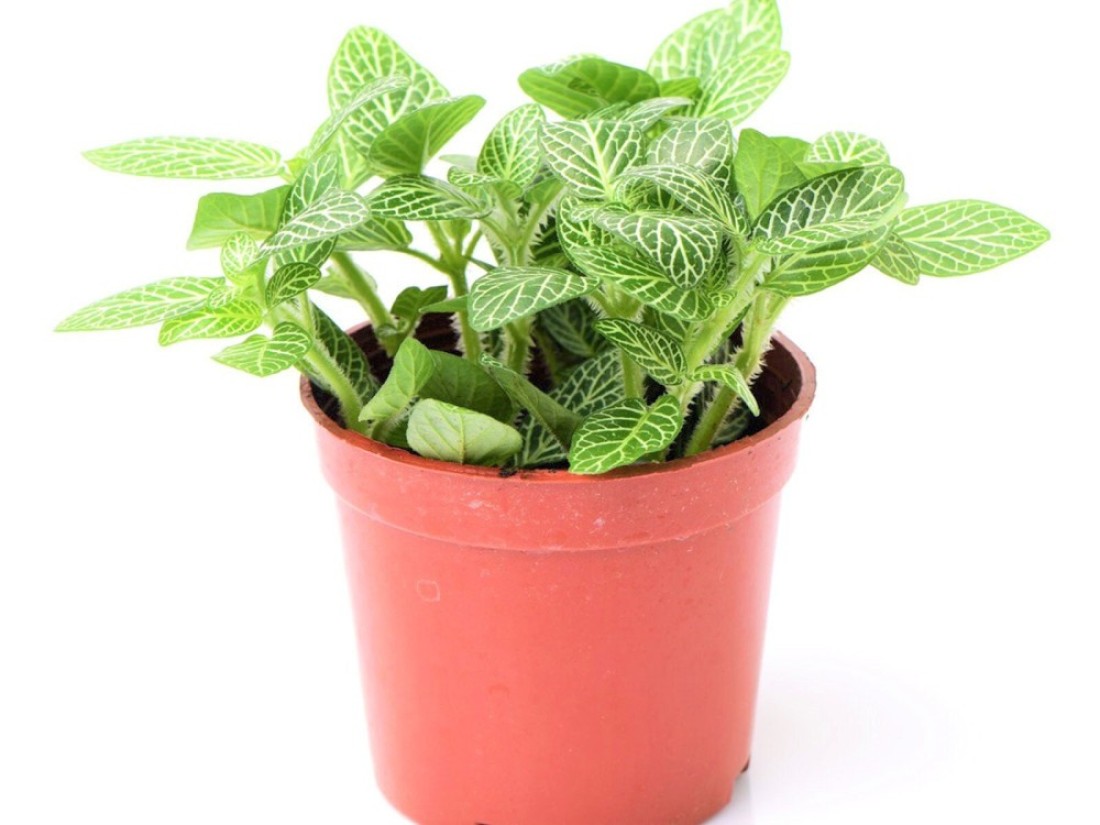 Fittonia green - fresh-live plants