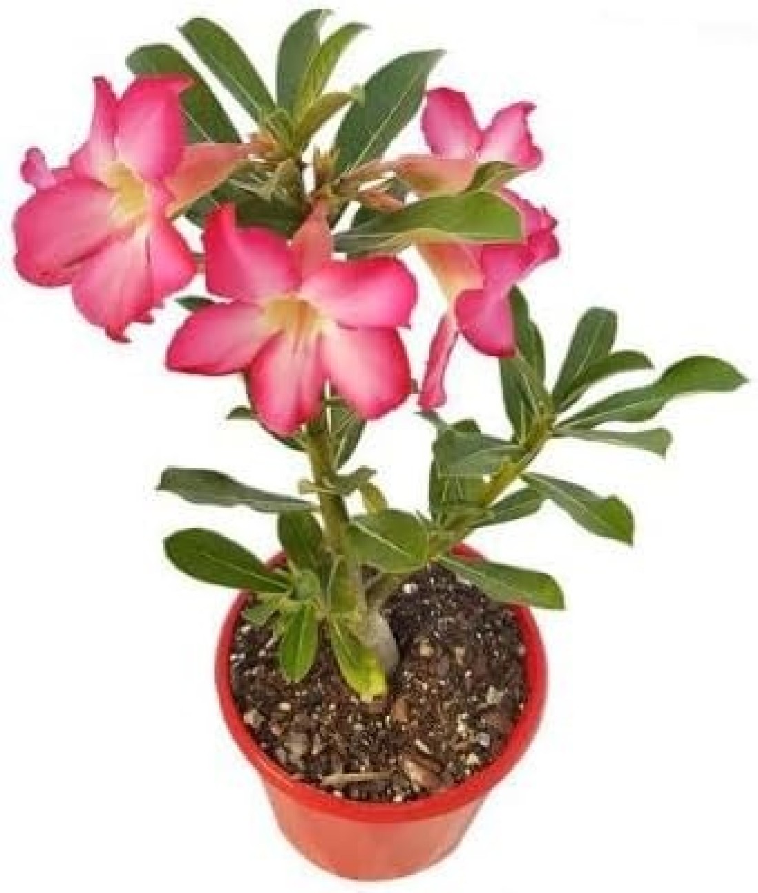 Adenium obesum or Desert Rose 30-40 CM Fresh Flowering Plants