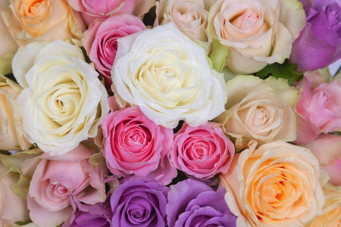 Pack of 3 Perfumed Rose Flower Seeds