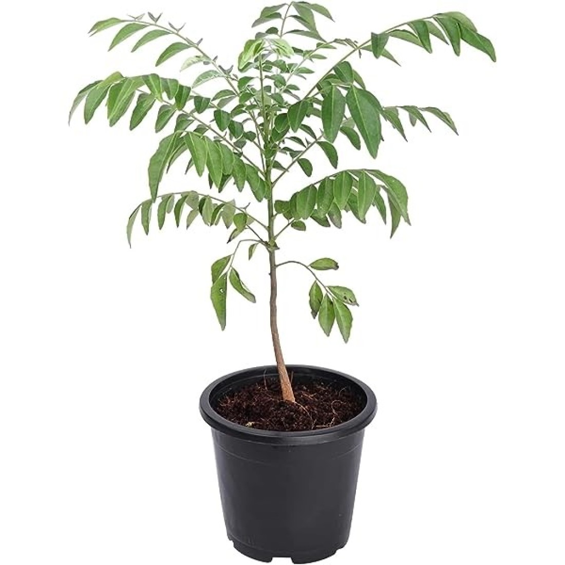 Curry Leaf Plants 40-50 CM Fresh Plants