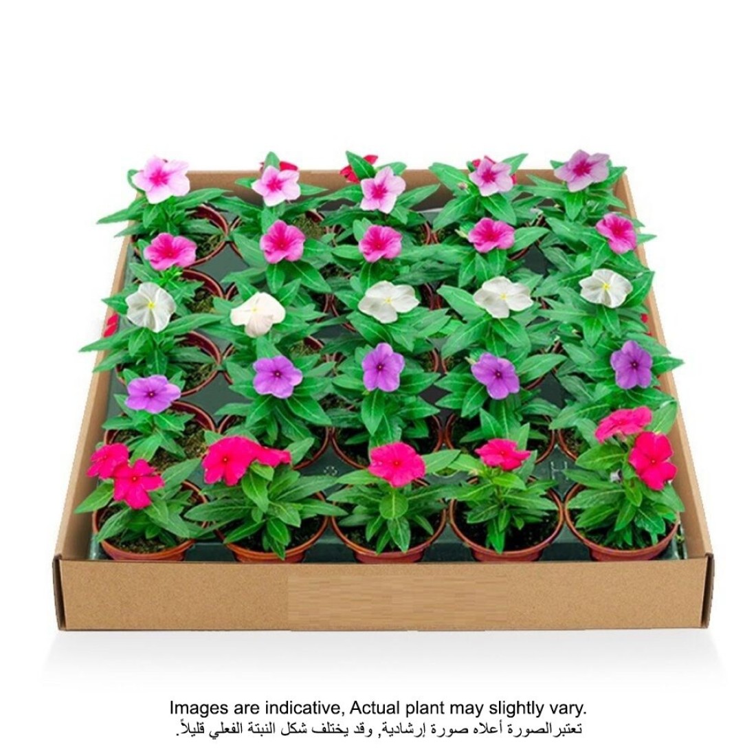 VINCA&#39;s 8 CM BOX OF 24 PCS Fresh Planta