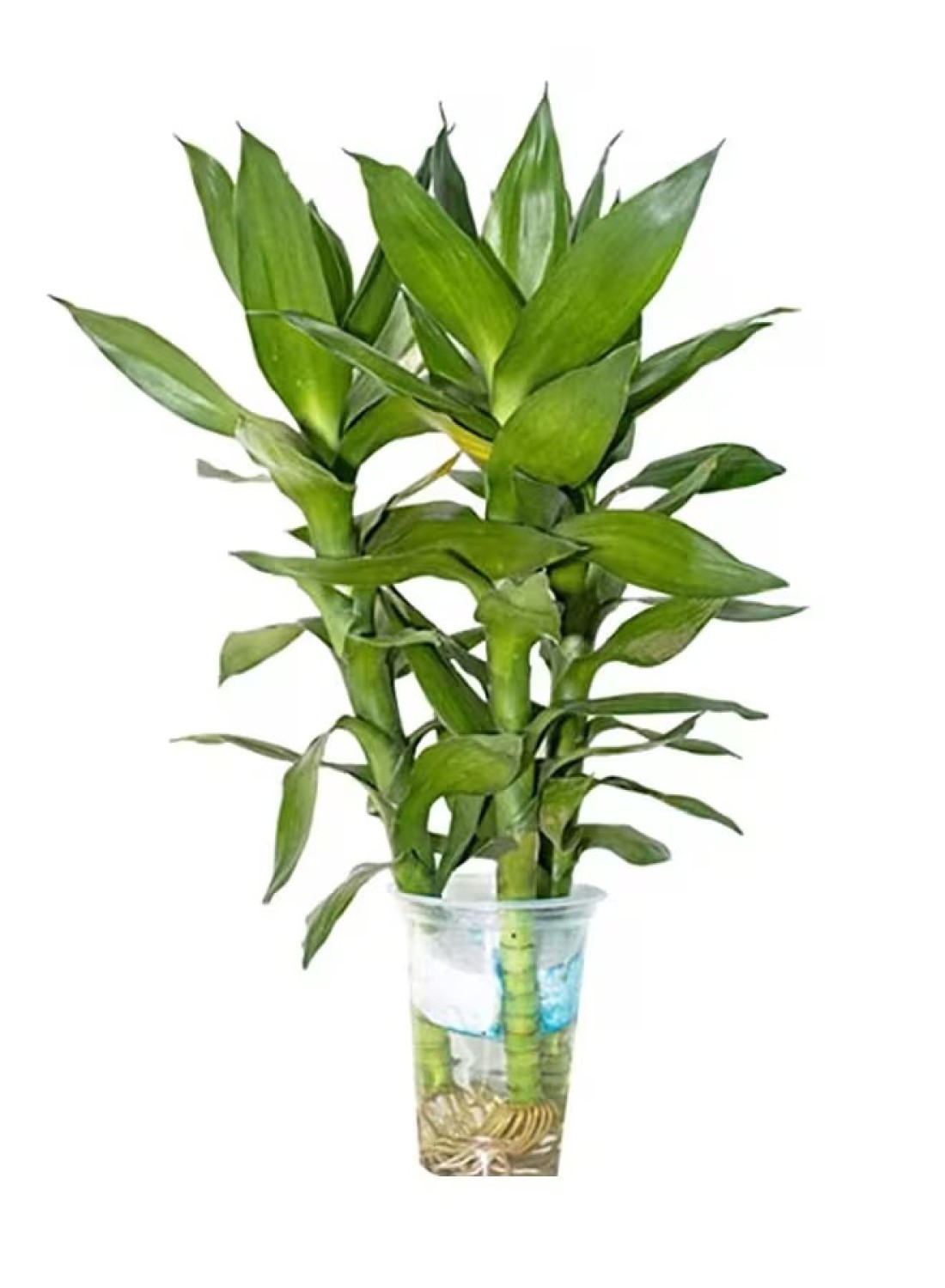 Brook Floras Dracaena Water Plant - Fresh Indoor Plants