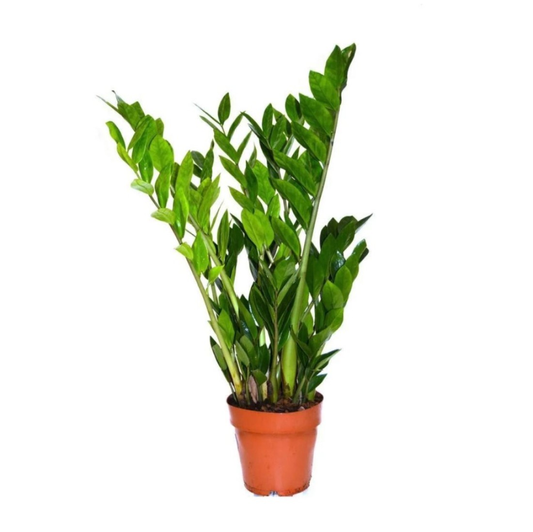 Zamioculcas zamiifolia pot size 14 cm height 65 cm