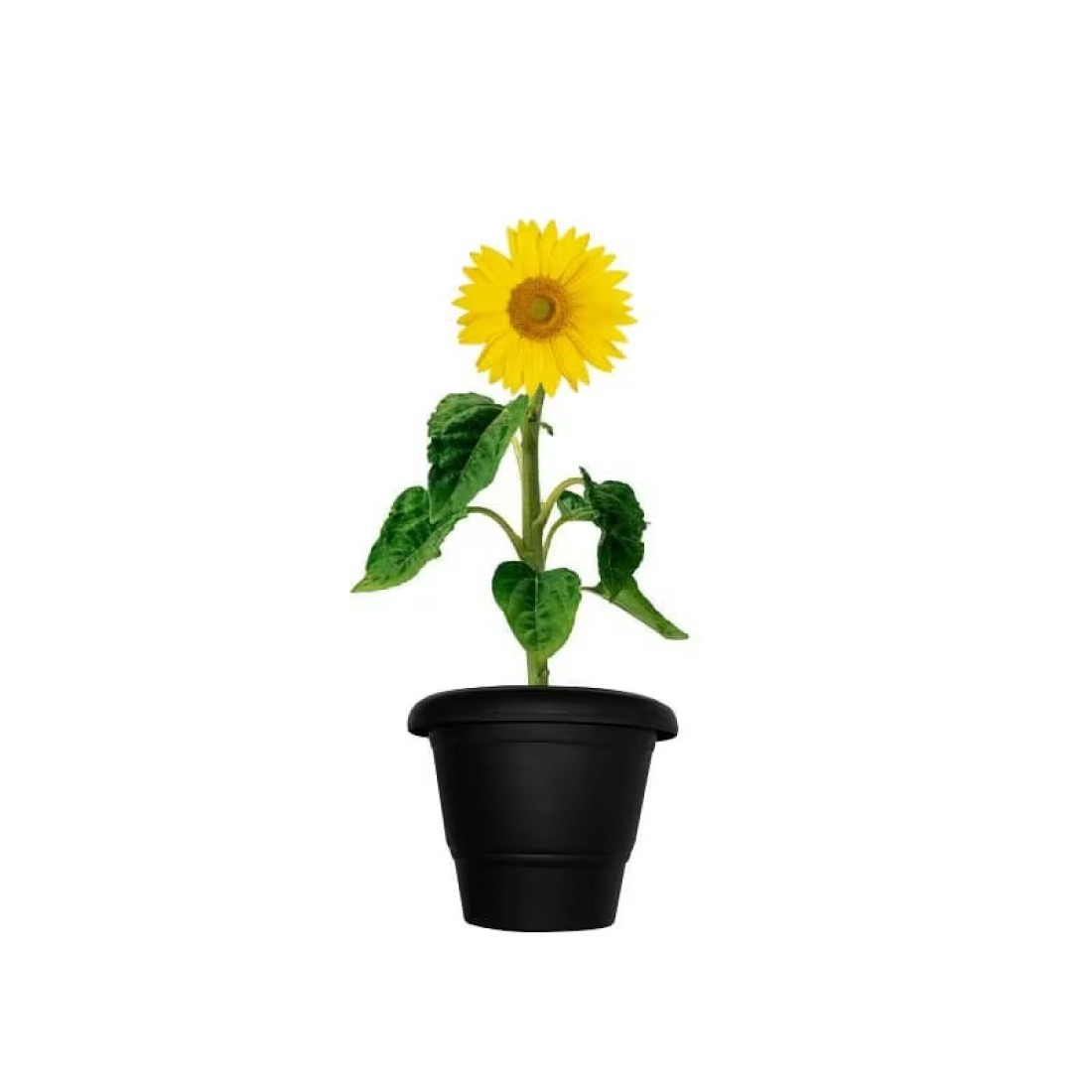 Sun Flower 30-40 CM Fresh Plants
