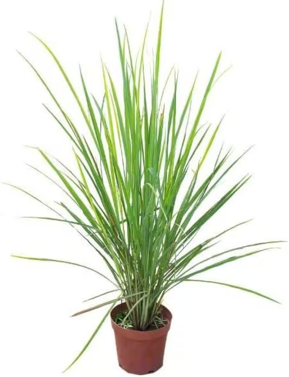 Lemon Grass OR Cymbopogon Citratus 40-50 CM Fresh Outdoor Plants