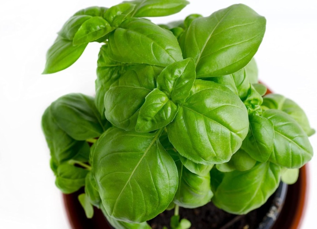 Pack of 3 Basil Seeds