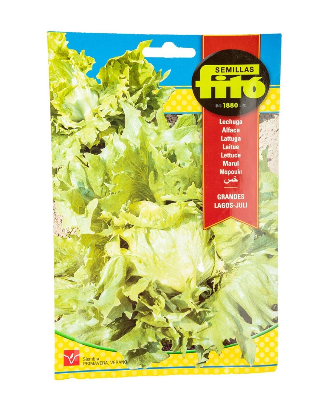 Fito Lettuce Great Lakes Juli
