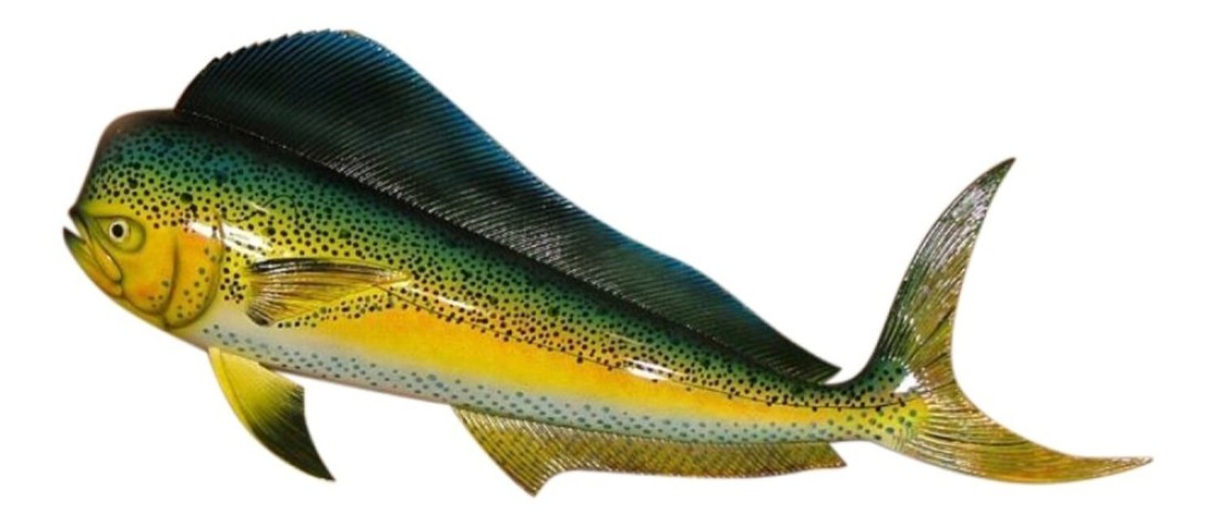 Replica Mahi 28&quot; Salt Water Fishing Wall Decor