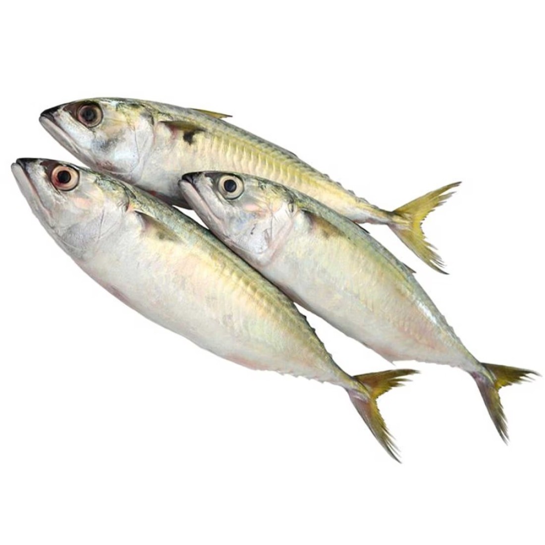Fresh Big Mackerel