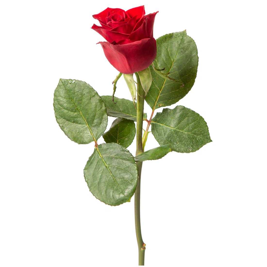 Premium Red Rose