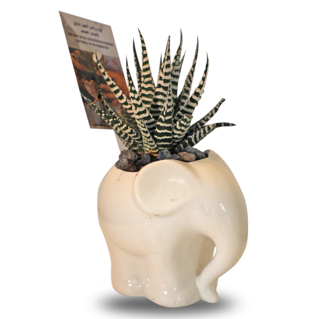 Enable Haworthia in White Elephant Pot 13X19cm