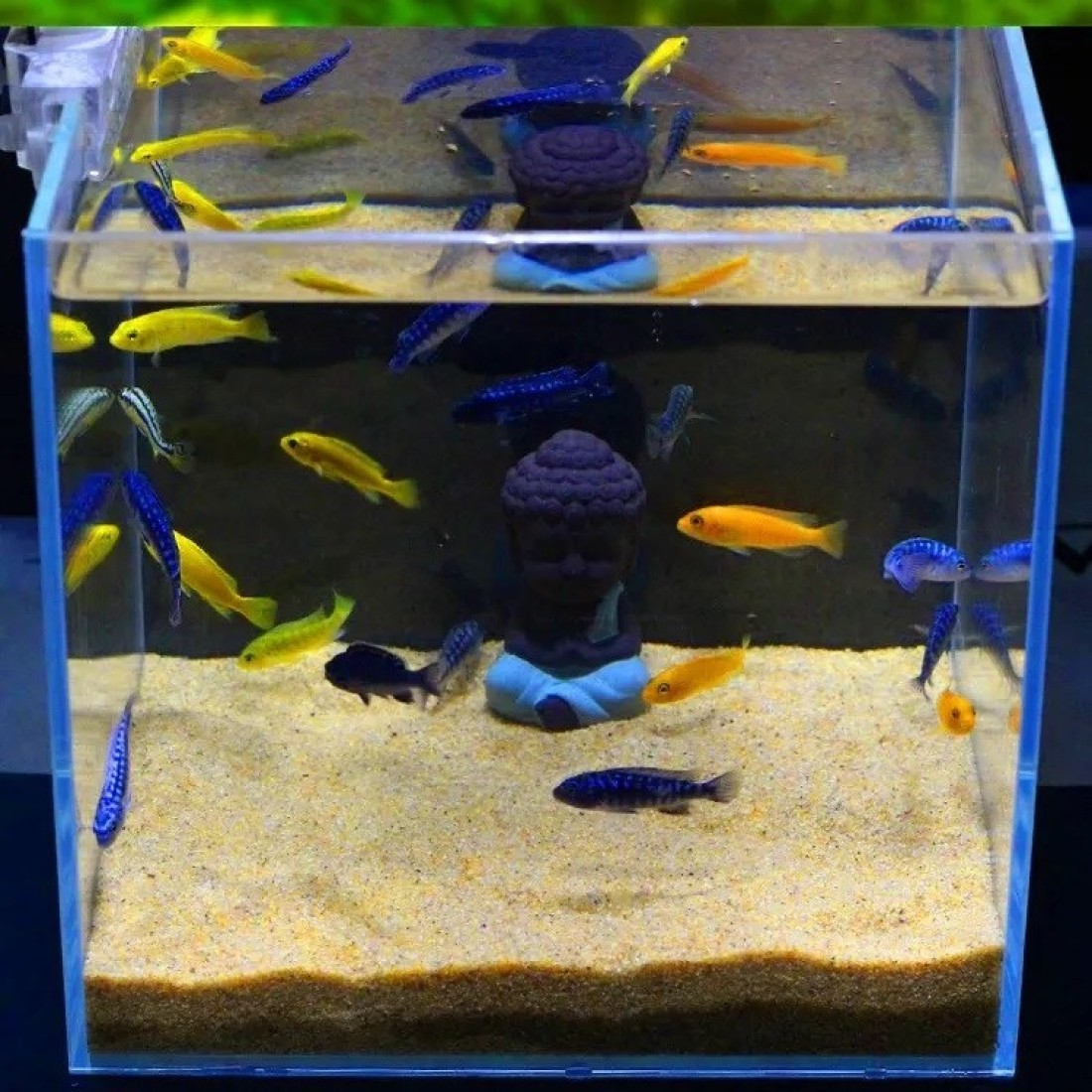 Golden Sand Aquarium Gravel 3 kg - Small Size 1-2mm, Perfect for Nano Tanks &amp; Decorative Use