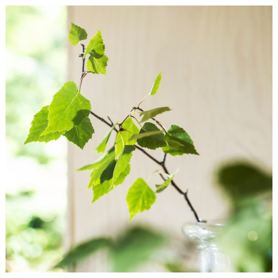 Scented Candle In Glass Scandinavian Woods/White 50 Hr