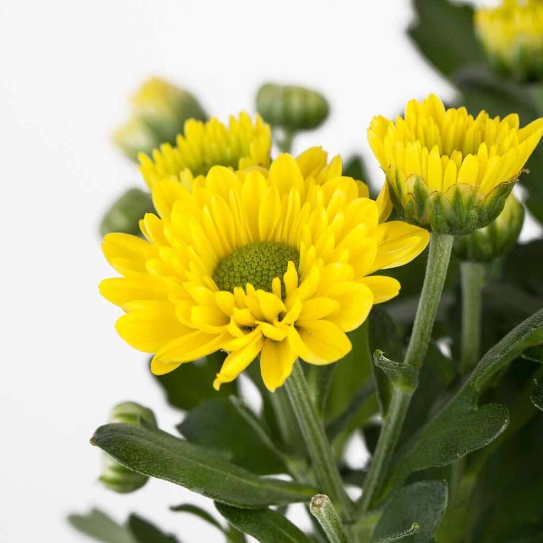 Potted Plant Chrysanthemums Assorted Colours 13cm
