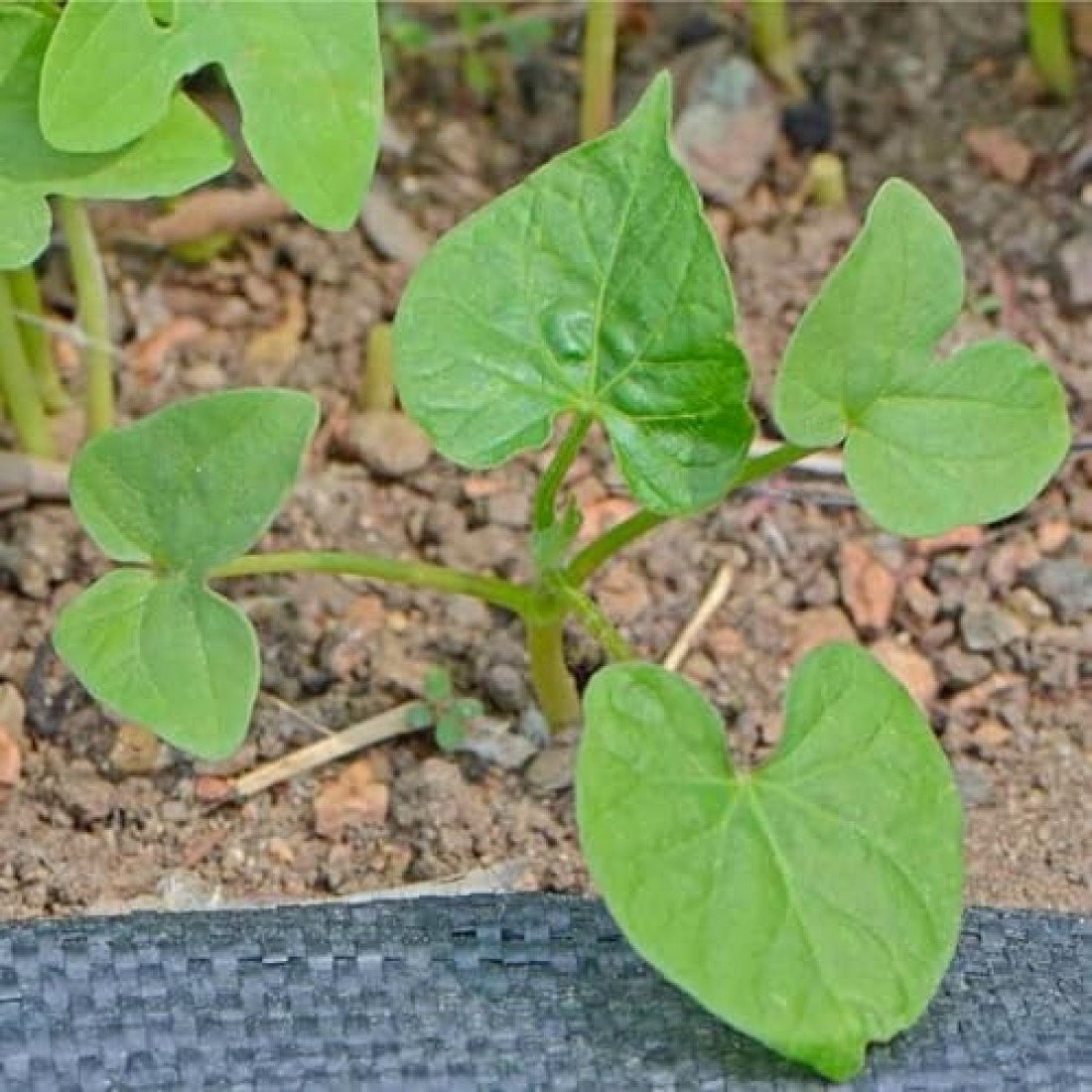 Vsell24 3Pack Morning Glory Flower Seeds For Planting NON GMO Flower Seeds With 98% Cleaness, 95% Purity, 85% Germination Rate 10g