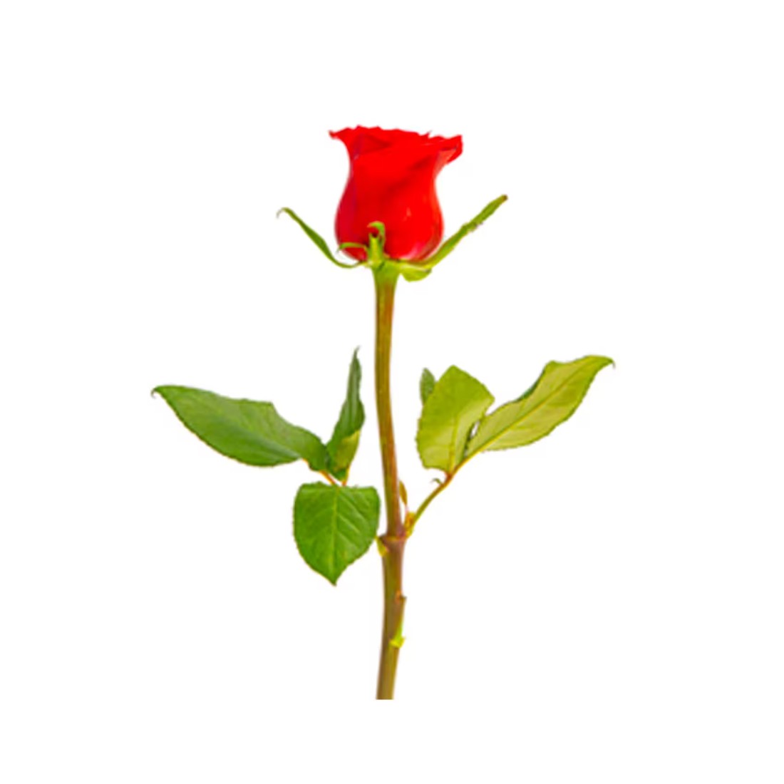Premium Red Rose