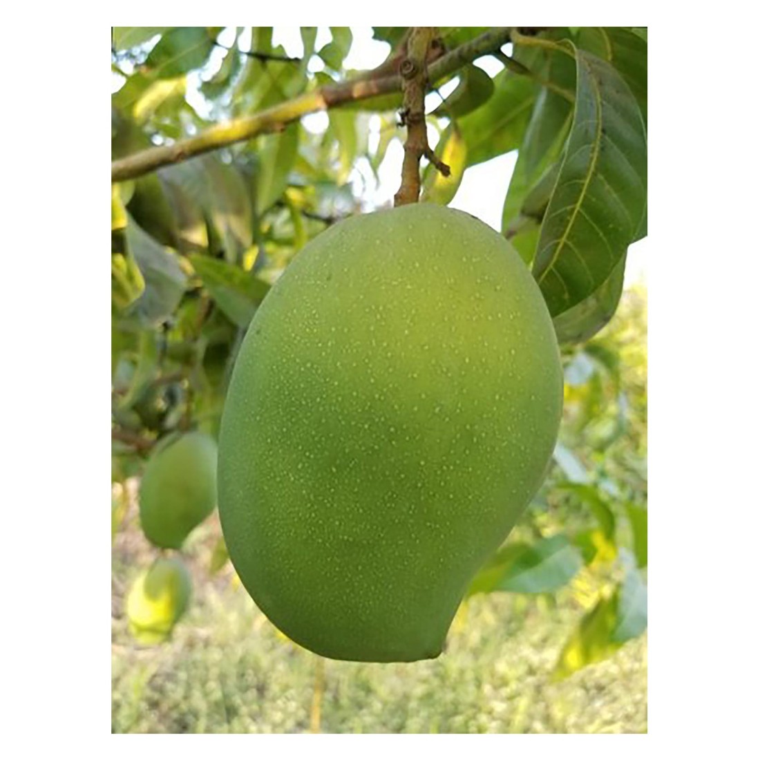 Rajapuri Mango