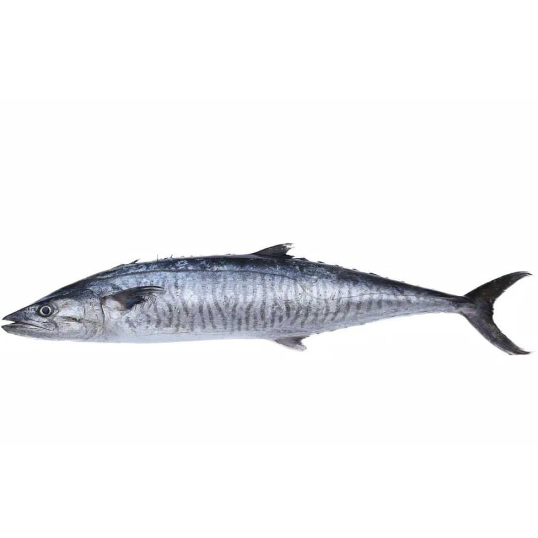Fresh Kingfish