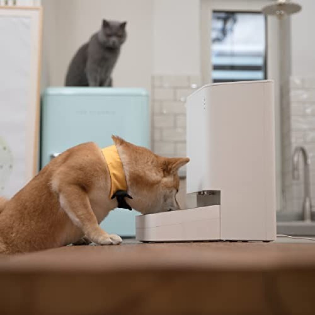 Xiaomi Smart Pet Food Feeder 24-Hour Automatic Pet Feeding Automatic Feeding, Waterproof And Fresh, Smooth Dispensing, Smart Scene Link-Up