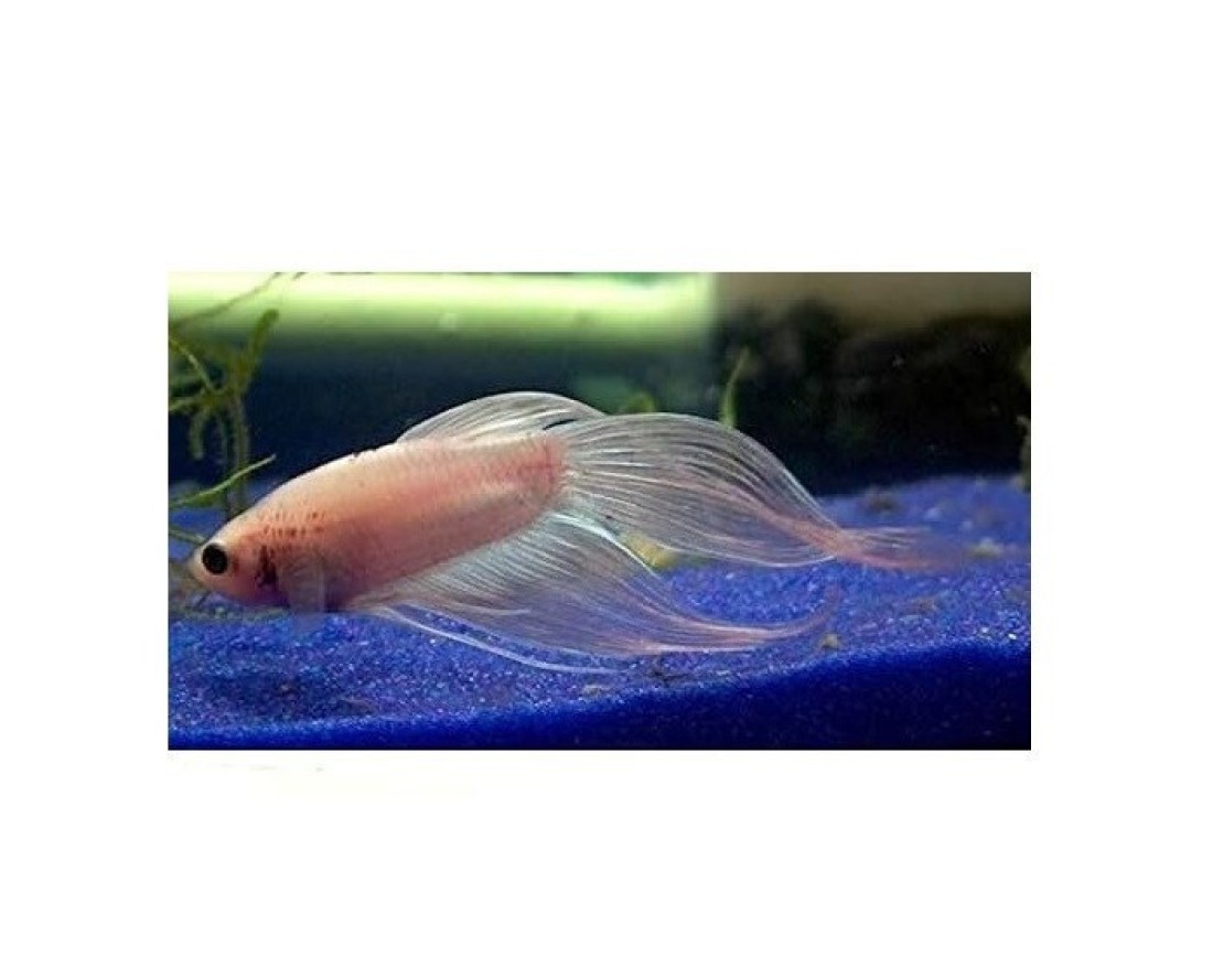 Decorative Blue Sand (20-40 Micrometer) 20Kg for Aquariums, Pots, and Landscaping