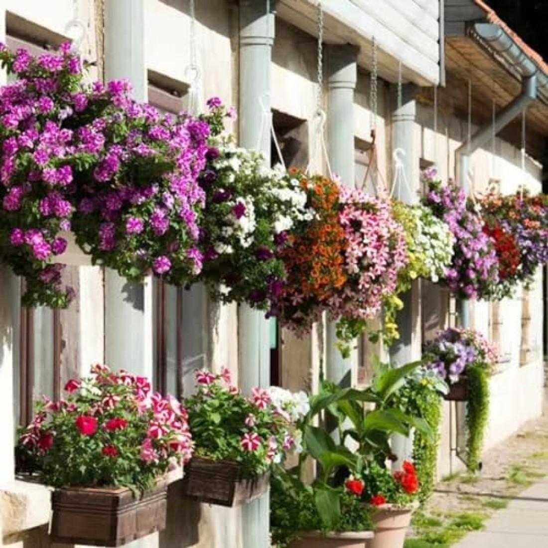 Vsell24 3Pack Morning Glory Flower Seeds For Planting NON GMO Flower Seeds With 98% Cleaness, 95% Purity, 85% Germination Rate 10g