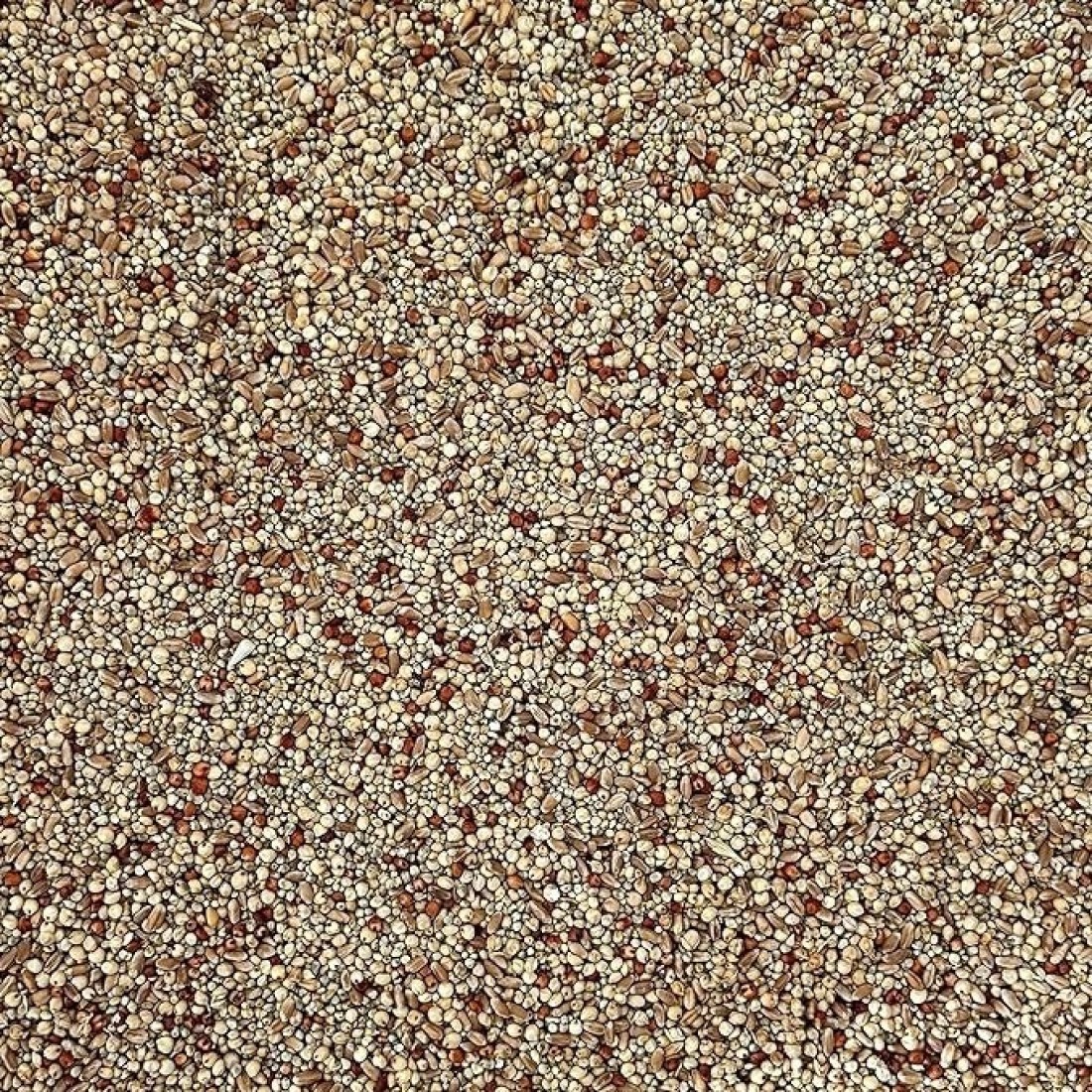 Egardenkart&reg; Daily Budget-Friendly Wild Bird Feed for All types of Wild Birds Small Birds Dove Pigeon Myna Lark Bulbul Sparrow Hoopoe Seed Mix (1)