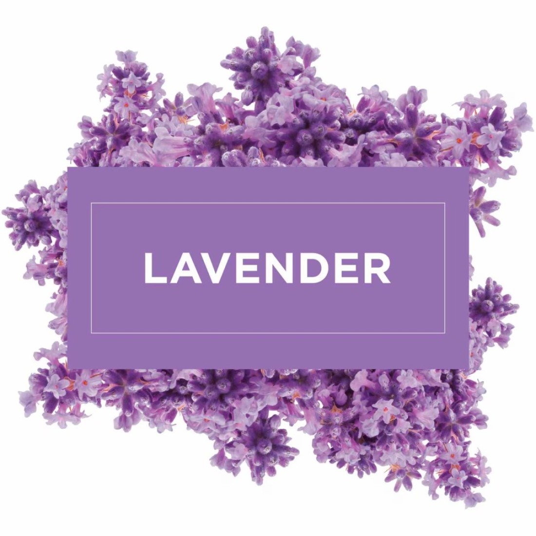 Mr. Muscle All Purpose Lavender Liquid Floor Cleaner 1L