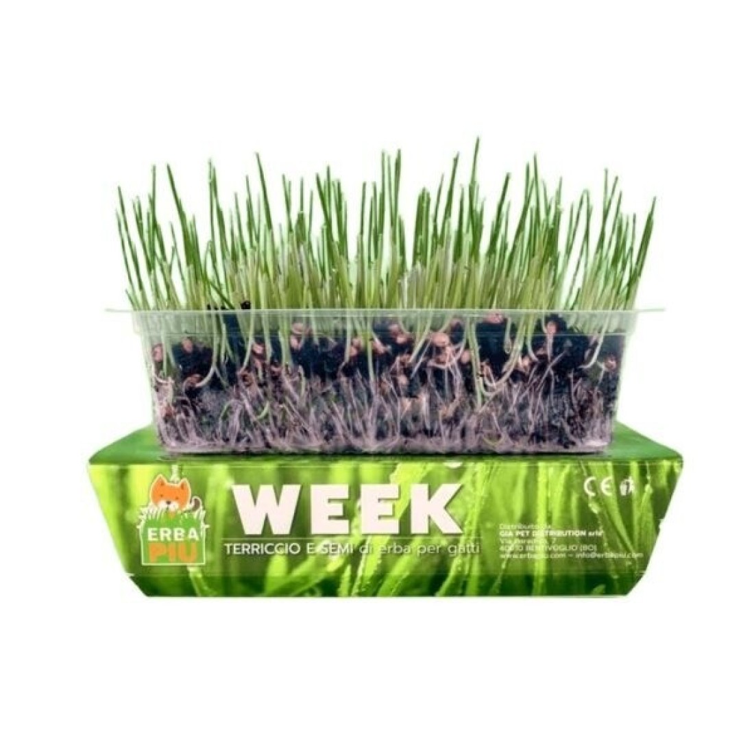 Erba Piu Cat Grass seeds