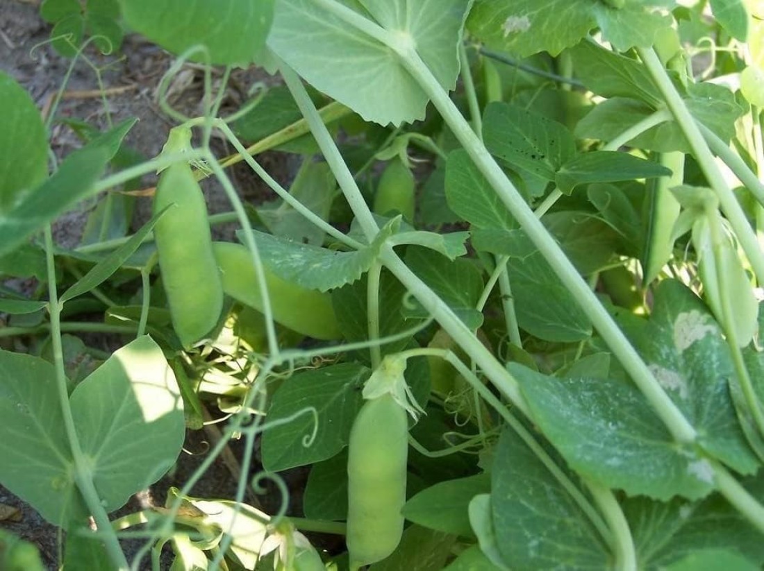 Vsell24 Garden Pea Seeds, 3 Packs of 10g Each, Easy Growing NON-GMO Home Garden Seeds With 98% Cleaness, 95% Purity, 85% Germination Rate