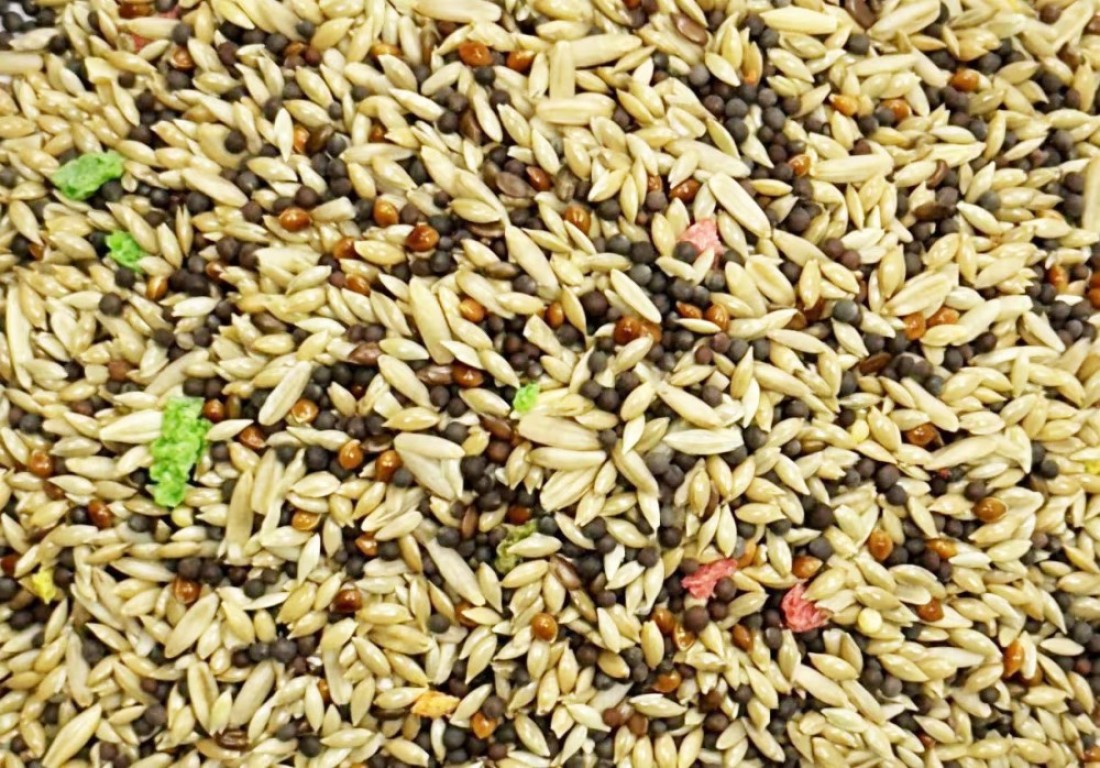 "Egardenkart Premium Canary Bird Food - Nutrient-rich Blend for Vibrant Feathers and Health" (1kg)