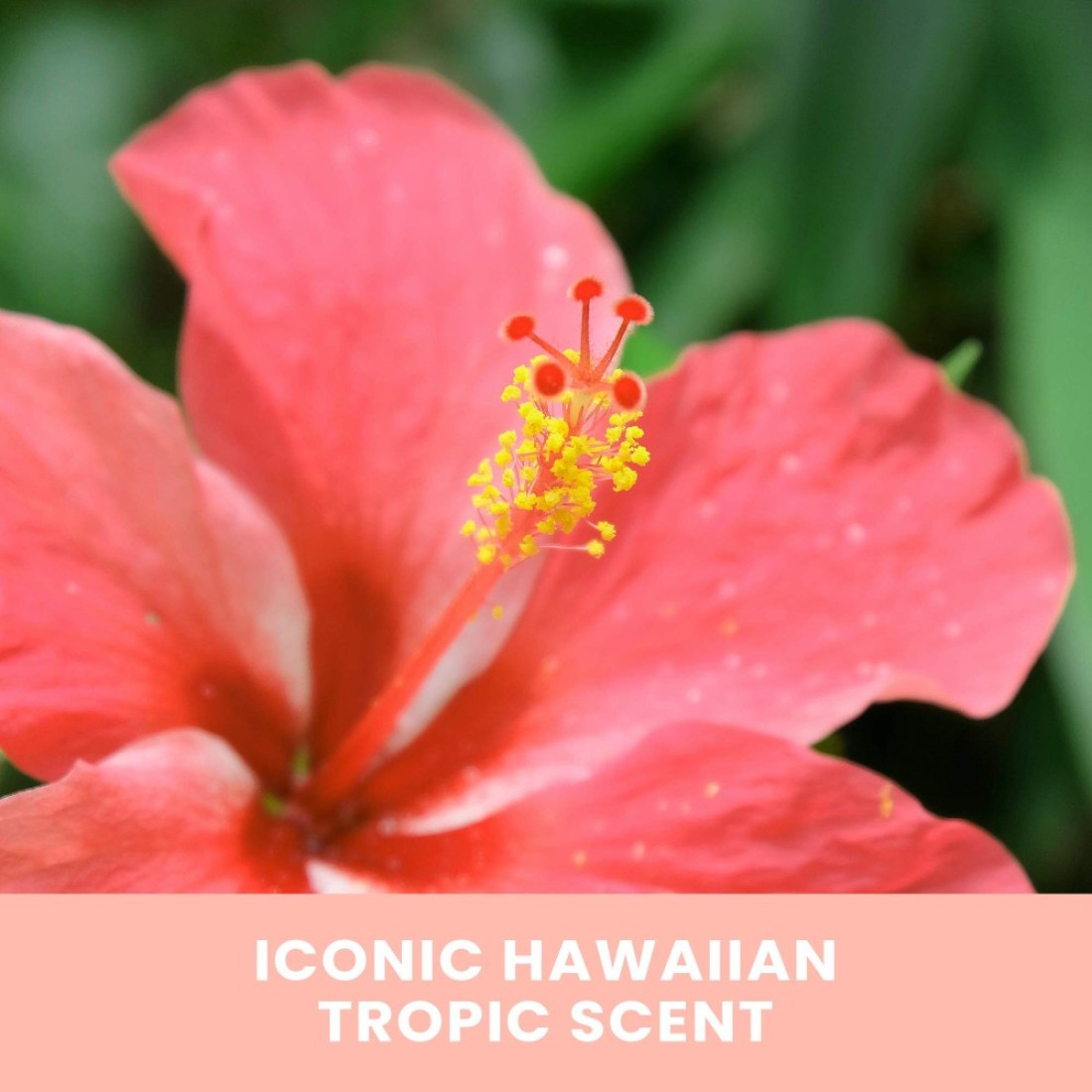 Hawaiian TropicSunless Tan 1 Hr Express SelfTanning Foam 7oz Express Tan 1 Hour Self Tanner Sunless Tanner Sunless Tanning Foam 7oz