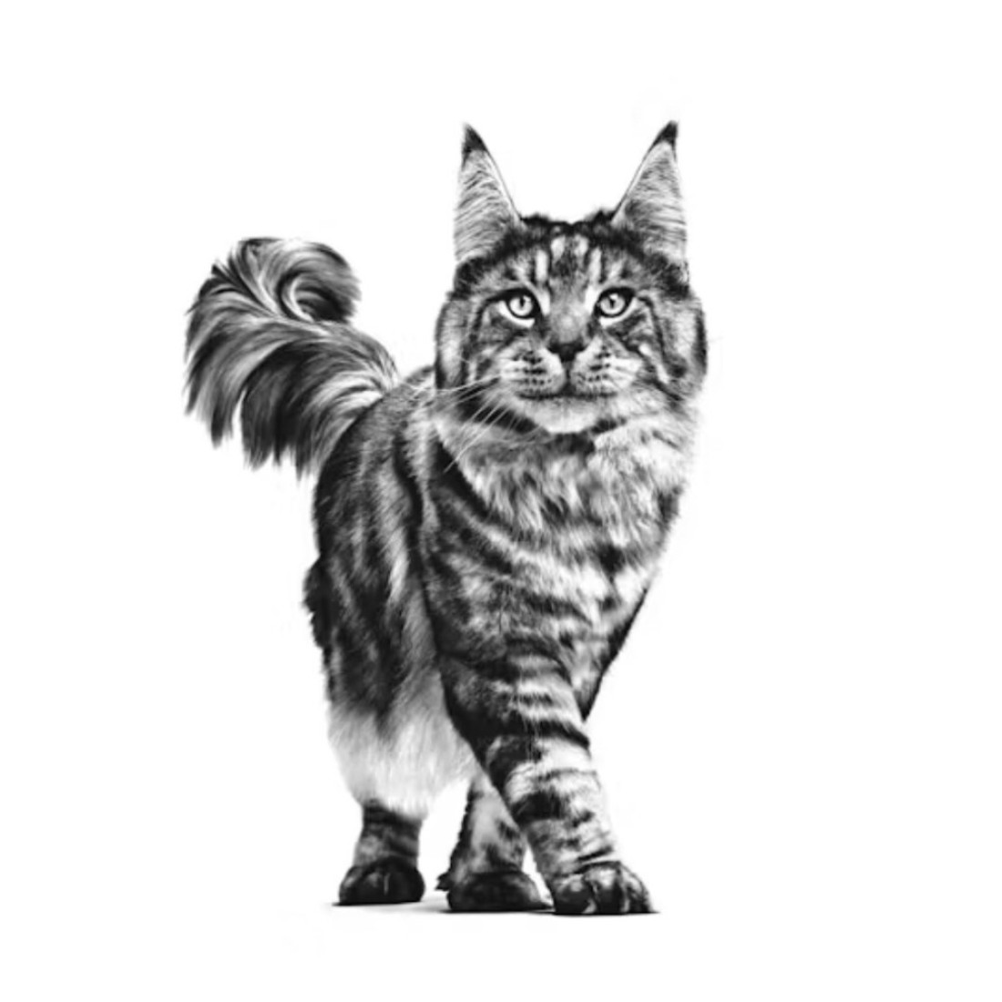 Royal Canin Renal Dry Cat Food 2kg
