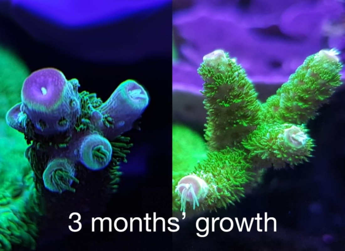 Red Sea Reef Energy Plus 500ml AB All in One Coral Food for Saltwater Aquarium Marine Reef Tanks Food for Soft LPS SPS and NonPhotosynthetic Corals