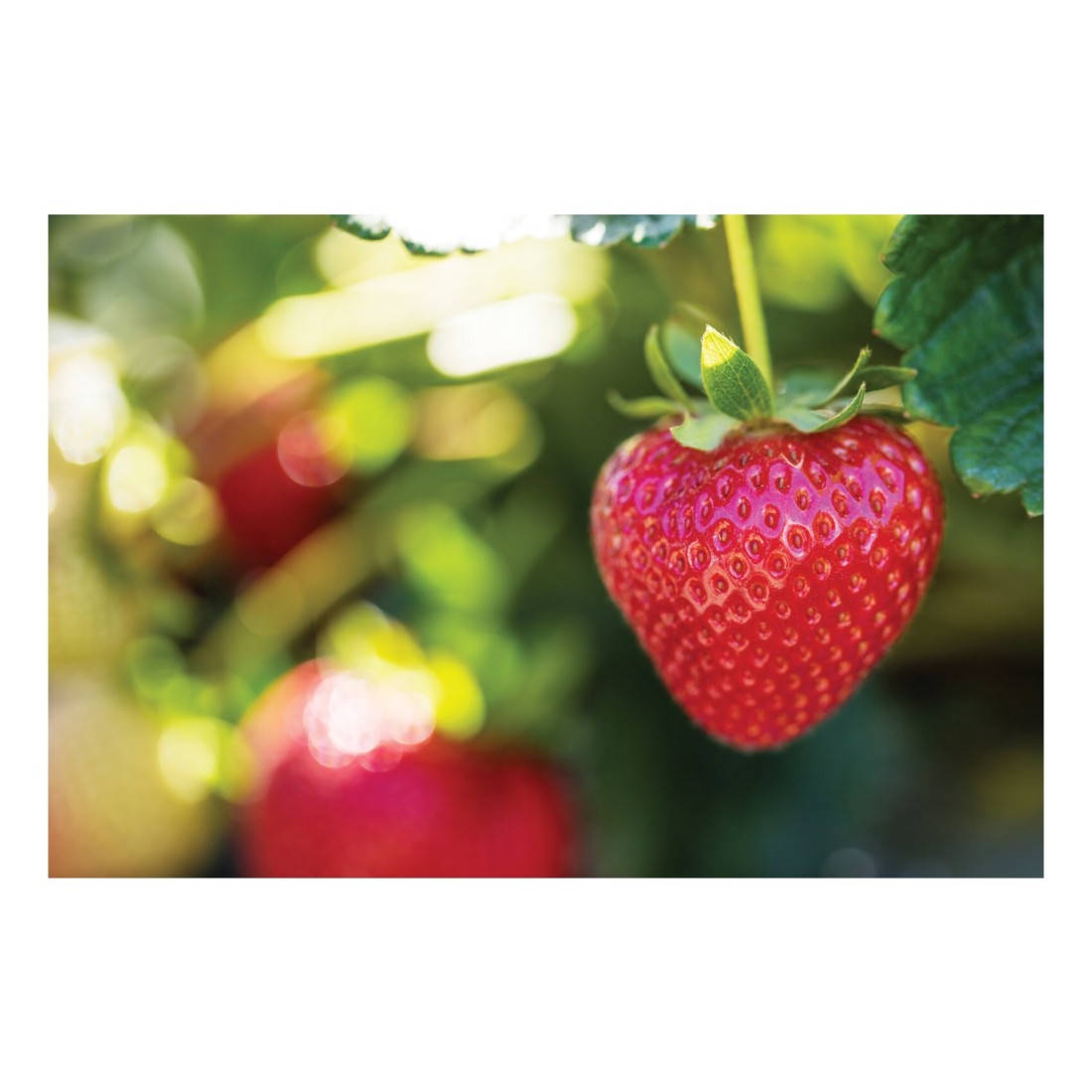 Driscoll&#39;s Strawberries 454g