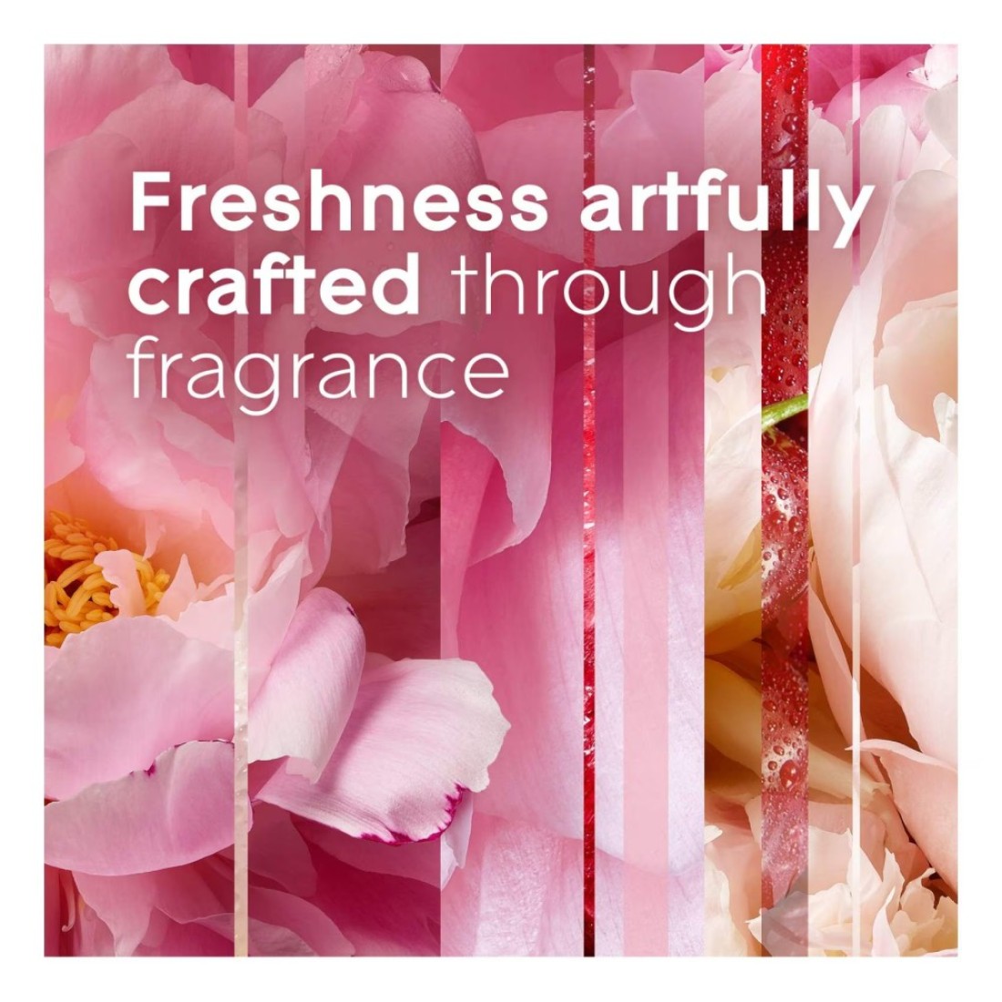 Glade Aerosol 2 Rose 1 Glade Aerosol Peony 300ml Pack of 3