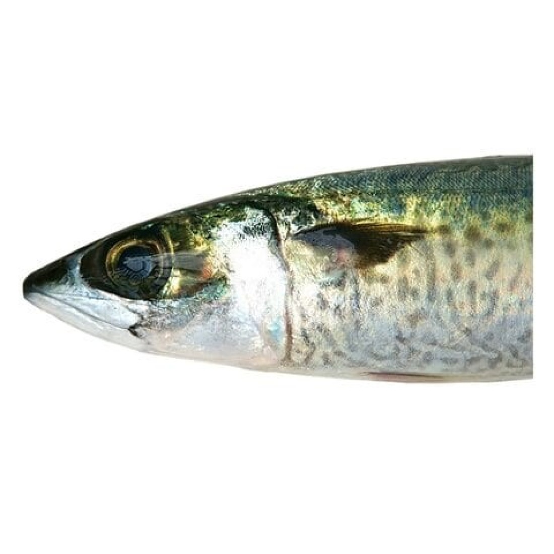Small fresh mackerel