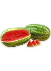 MELON WATER GREEN LONG
