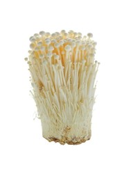 فطر ENOKI PP