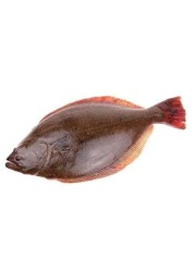 سمك الهلبوت الطازج