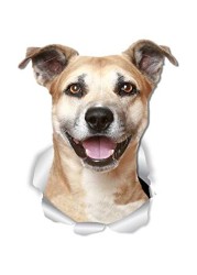 Winston &amp; Bear Smiling Staffie Dog Wall Decals - 2 Pack - Staffordshire Terrier 3D Sticker Decals for Walls, Cars, Toilet and More - Retail Packaged Staffie Gifts