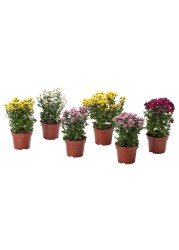 Potted Plant Chrysanthemums Assorted Colours 13cm