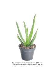 Aloe Vera 15-20 CM Fresh Plants
