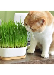 Pack of 3 Cat Grass Seeds